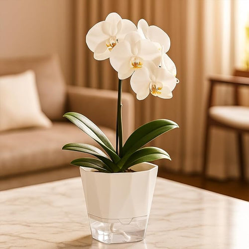 12 Pack Self Watering Plant Pots 6 Inches Self-Watering Planters for Indoor and Outdoor Plants African Violet Succulent Pots Clear Pot for Plants Large Herb Orchid Flower Houseplant Plant, White