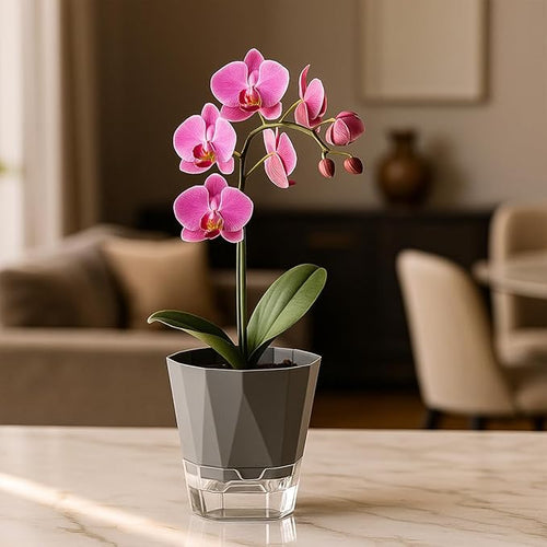 12 Pack Self Watering Plant Pots 6 Inches Self-Watering Planters for Indoor and Outdoor Plants African Violet Succulent Pots Clear Pot for Plants Large Herb Orchid Flower Houseplant Plant, Dark Grey
