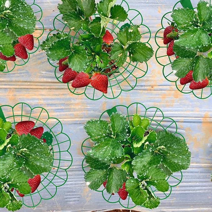 Iceyyyy 10 Pack Strawberry Plant Stand Supports-Strawberry Plant Support Stand Rack with 4 Support Feets-Growing Frame Holder Cage to Keep Berries Clean and Prevent Rot(10 Pack)