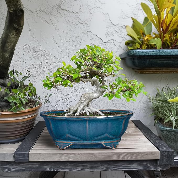 Bonsai Tree Pot - 11 Inch Ceramic Succulent Pots, Bonsai Planter for Indoor Outdoor, Decorative Plant Pot with Drainage Hole, Oval Flower Pot, Home Garden Decor, Garden Gifts, Retro Blue