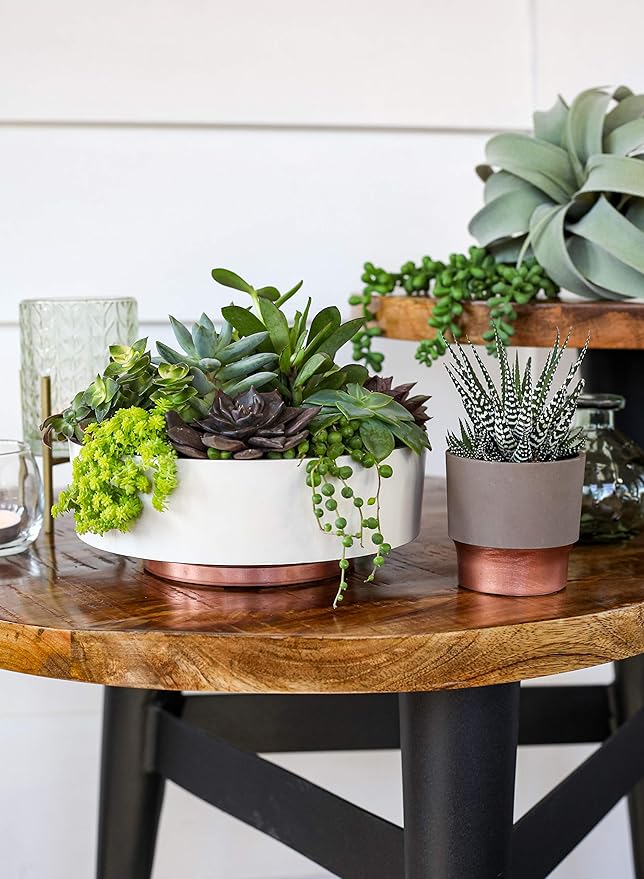 The HC Companies 8 Inch Round Plastic Succulent Capri Bowl Decorative Indoor Flower Succulent Planter Pot with Drain Plug Hole, Artisan Taupe with Copper Bottom Color (2 Pack)