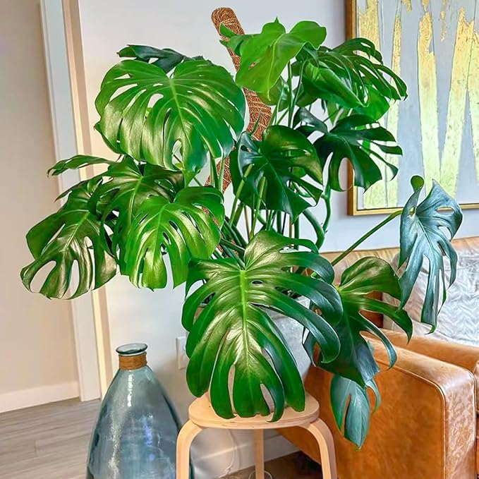 2 Pack 39 Inch Moss Pole Monstera Plant Support, Coir Moss Poles for Climbing Indoor Plants, Bendable Plant Stake Trellis for Potted Plant, Pothos, Philodendron